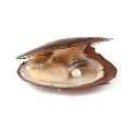 Natural Oyster Wish Pearl Vacuum Gift Boxes Kalung Mutiara Kerang Asli. 