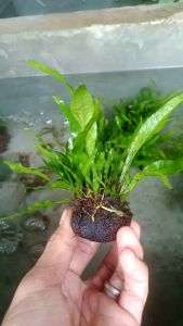 Kadaka Mini Java Fern Tanaman Aquascape Wabikusa