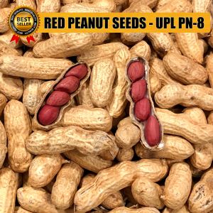 (50 SEEDS) RED PEANUT SEEDS (UPL Pn-8)/FOR PLANTING/HYBRID/EASY TO GROW/HIGH YIELDING