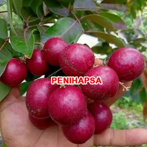 Bibit Kelengkeng Merah Hasil Okulasi Cepat Berbuah