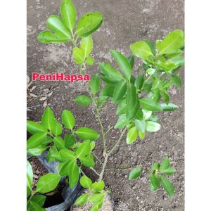 Bibit Jeruk Santang Madu Berbuah Sudah Besar