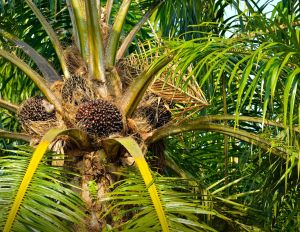 พันธุ์ปาล์ม ยูนิวานิช ( Univanich ) กล้าปาล์มแท้100% โทร 098 0130425