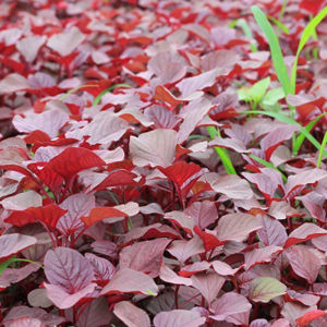 Hạt giống rau dền đỏ tròn- Dễ trồng quanh năm