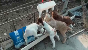 Plastic Nursing Bottle For Farm Animals 3 Feeding Nipples Hanging System Piglets Calves Milk Dispenser