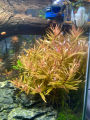Ammannia pedicellata 'Golden' 黄金柳 (Nesaea pedicellata 'Golden') - aquarium aqua plant [midtech]. 