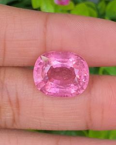 พลอย ทัวร์มาลีน Tourmaline 10.26 กะรัต (Cts.) พร้อมใบเซอร์ พลอยแท้อัญมณีมงคล ประจําวันเกิด เครื่องประดับพลอย