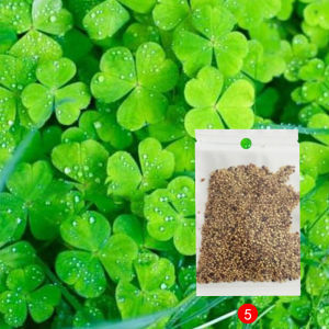 TUMBUH CEPAT (ISI 3X10 GRAM) - Bibit Rumput Air Dekorasi Aquarium Landscape Ornament 10g -  tanaman aquarium - tanaman hias akuarium - bibit tanaman hias aquarium -  tanaman dekorasi akuarium - big leaf - big fescue - lucky clover - small fesque