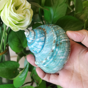 9-12cm Turbo Imperialis Shells Turban Seashells Original Natural Large Green Coral Home Fish Tank Decorations crafts DIY