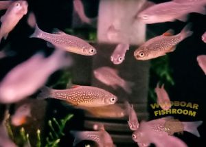 [Livestock] Galaxy rasboras