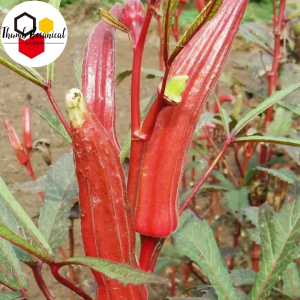 Red Okra Seeds (50seeds) - Vegetable Seeds