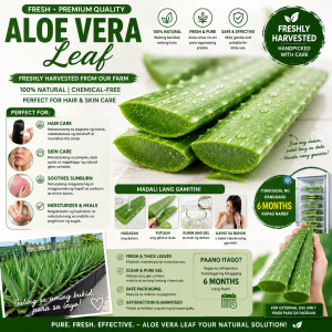 Fresh Aloe Vera leaf "Variegated Skin Miracle" (Special Variegated Type)