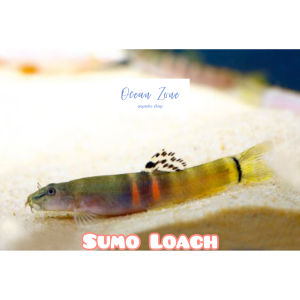 【Ocean Zone】Sumo Loach (Live Fish with DOA)