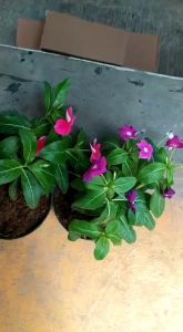 Bunga Vinca Import: Panduan Lengkap