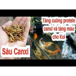 Combo 2kg Sâu canxi sấy khô (LOẠI 1) sâu con TO nguyên con không bể vỡ VÀNG GIÒN THƠM