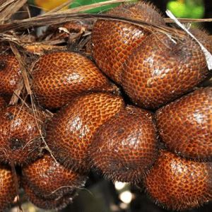 Bibit Tanaman Salak Pondoh Super Manis