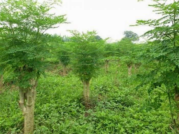 Cây chùm ngây, cây chùm ngây cao 0,7m, cây ăn lá, dinh dưỡng cao cam ...