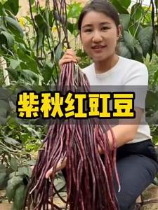 มัดถั่วแดง   ถั่วพุ่มยาวสีแดงที่ให้ผลผลิตสูงในเดือนตุลาคมผักฤดูใบไม้ผลิถั่วไต