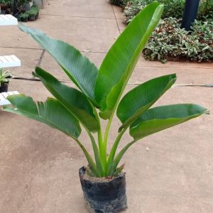 Bibit Pohon Hias Pisang Kipas / Tanaman Hias Pisang Kipas