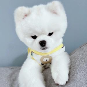 Pet Dog Cat Clothes Summer Cool Pet Vest Clothes