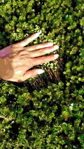 Rotala Blood Red 50 BTG: Tanaman Air Eksotis & Aksesoris