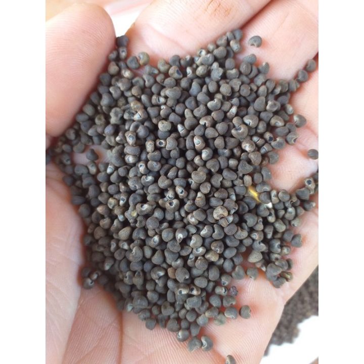 30%20H%E1%BA%A1t%20gi%E1%BB%91ng%20nh%C3%A2n%20s%C3%A2m%20B%E1%BB%91%20Ch%C3%ADnh%20-%20Image%201