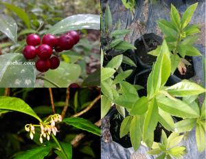MDC- Ardisia crenata Sapling (Anak Pokok Mata Ayam) Anak Pokok Tanaman Benih Garden Seed Seeds