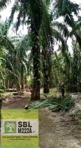 SBL M222A Oil Palm Harvesting Sickle (White) Sabit Kelapa Sawit SBL/Egrek Sawit SBL (Palm Harvesting Tools/Alat Pertanian Sawit