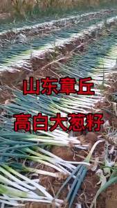 Zhangqiu hard-stemmed green onions are high-yielding and cold-resistant vegetables. In Shandong high-yielding green onions are sown in spring for all four seasons