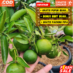 Jeruk Chokun Madu ( TAMBULAPOT )Bibit Super Manis Unggulan Cepat Berbuah