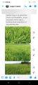 FulvateMax Organic Foliar 1 liter per 1 hectare Palay/Mais/Talong/Kamatis/Sili/Amplaya at iba pa. 