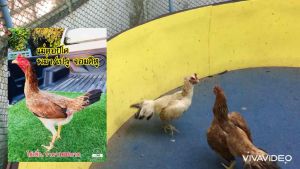 ไข่เชื้อ พม่า/เปรู พัฒนาลูกเตะหนักๆ ครับ