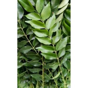 ขายใบกระหรีสมุย 100 กรัม