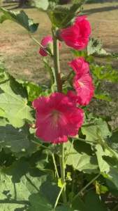 5 Biji - Benih Bunga Hollyhock Merah Lokal