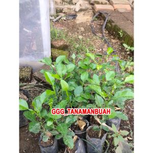 Bibit Jeruk Purut atau Bumbu Okulasi Sudah Besar