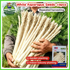 Fast Growing 10pcs Fresh White Asparagus Seeds for Sale High Yield Asparagus Seeds for Planting Vegetables Organic Asparagus Vegetables Seeds for Gardening Balcony Bonsai Asparagus Live Plant Seeds Fresh Asparagus Seedlings Asparagus Seeds for Beginners