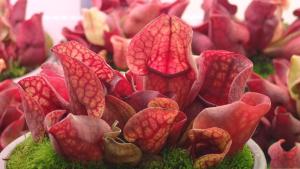 [Bunface Potato Carnivorous Plants] Sarracenia Purpurea Venosa- North American Pitcher Plant