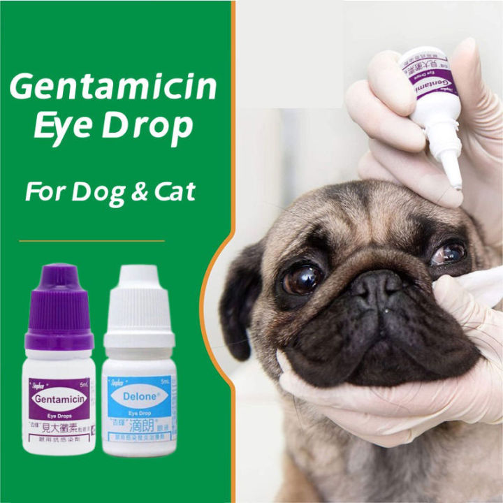 Pug Dog Pug Eye Ulcer Treatment Corneal Ulcers Pet Owners Eye Vet