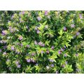 Purple Taiwan Flower / 台湾紫花 / Bunga Taiwan Ungu / ताइवान बैंगनी फूल (Singapore: Beauty Taiwan Plant) – Bright Purple Blo. 