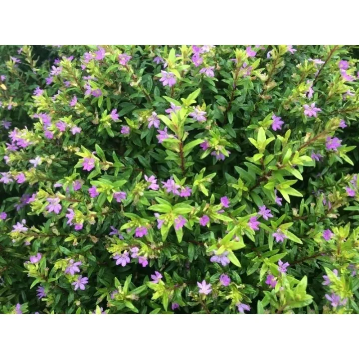 Purple%20Taiwan%20Flower%20/%20%E5%8F%B0%E6%B9%BE%E7%B4%AB%E8%8A%B1%20/%20Bunga%20Taiwan%20Ungu%20/%20%E0%A4%A4%E0%A4%BE%E0%A4%87%E0%A4%B5%E0%A4%BE%E0%A4%A8%20%E0%A4%AC%E0%A5%88%E0%A4%82%E0%A4%97%E0%A4%A8%E0%A5%80%20%E0%A4%AB%E0%A5%82%E0%A4%B2%20(Singapore:%20Beauty%20Taiwan%20Plant)%20%E2%80%93%20Bright%20Purple%20Blo%20-%20Image%205