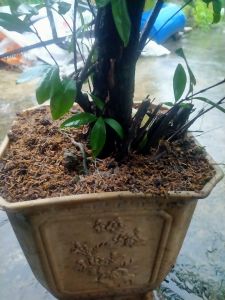 Cây cherry brazil (cây lâu năm )