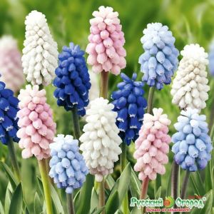 Bô 3 Củ Hoa chuông nho lục bìnhmuscari