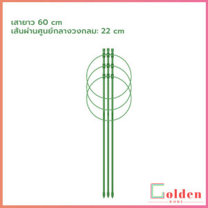 Golden โครงเถาวัลย์ เสามะเขือเทศ โครงปลูก อุปกรณ์สำหรับพืชไม้เลื้อย 45cm 60cm plant trellis