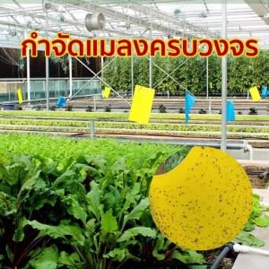 ไม้ดักแมลงแมลงวัน ที่แข็งแกร่งกระดานเหนียว แผ่นสติกเกอร์ดักจับแมลง สองด้าน สําหรับกันยุง พืชในสวน 50 ชิ้น