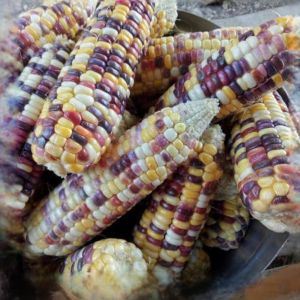 เมล็ดข้าวโพดสองสี 💥 ข้าวโพดข้าวเหนียวไตรรงค์  จำนวน 30 เมล็ด มีเก็บเงินปลายทาง ข้าวโพดหวานปลูกได้ทั่ว ประเทศ มีเก็บเงินปลายทาง