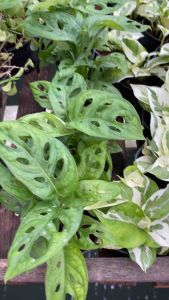 พลูฉลุ กระถาง 4 นิ้ว ต้นใบใหญ่ แพ๊คแน่นหนา จัดส่งทั้งกระถาง