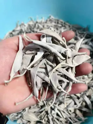 (Sỉ và Lẻ) White Sage - Lá xô thơm trắng (không có cành)