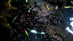 อาหารปลา สำหรับ ลูกปลา และ ปลาหางนกยูง ขนาด 50 กรัม และ 100 กรัม