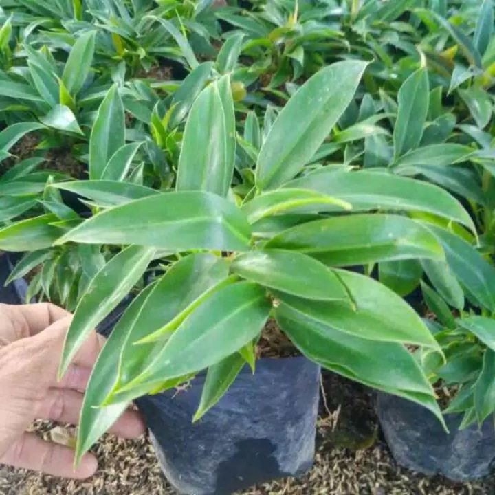 philodendron lytle Phil - philo litelphil koleksi tanaman hias | Lazada ...