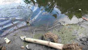 Umpan Pancing Ikan Gabus Soft Frog 3cm Berat 5gr