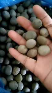 BIJI BUAH KALALOYANG /HERBAL/BUAH KEBIUL/BUAH GOREK/ASLI/HARGA 100 GR